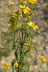 Electranthera mutica