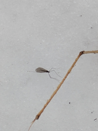 Unknown species found near Jim Thorpe, PA 18229, USA