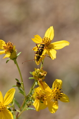 Electranthera mutica