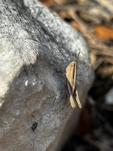 Velvet-striped Grasshopper photo 3