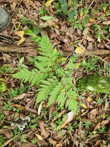 rattlesnake fern