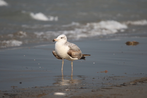 Pallas's Gull