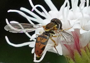 Unknown species found near North Oaks, Austin, TX 78753, USA