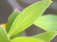 Persoonia stradbrokensis