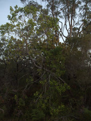 Persoonia stradbrokensis