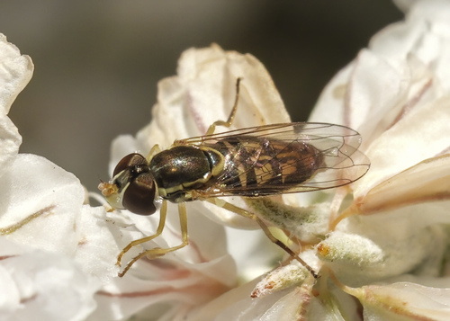Unknown species found near Hansen Park, native plant demo garden, Kennewick, WA, USA