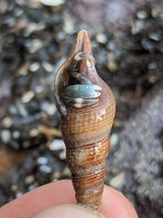Conoidea