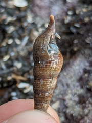 Conoidea