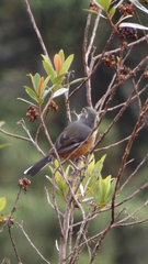 Microspingus lateralis