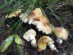 Tricholoma arvernense