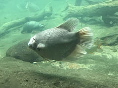 Osphronemus goramy
