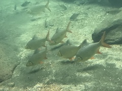 Barbonymus schwanefeldii