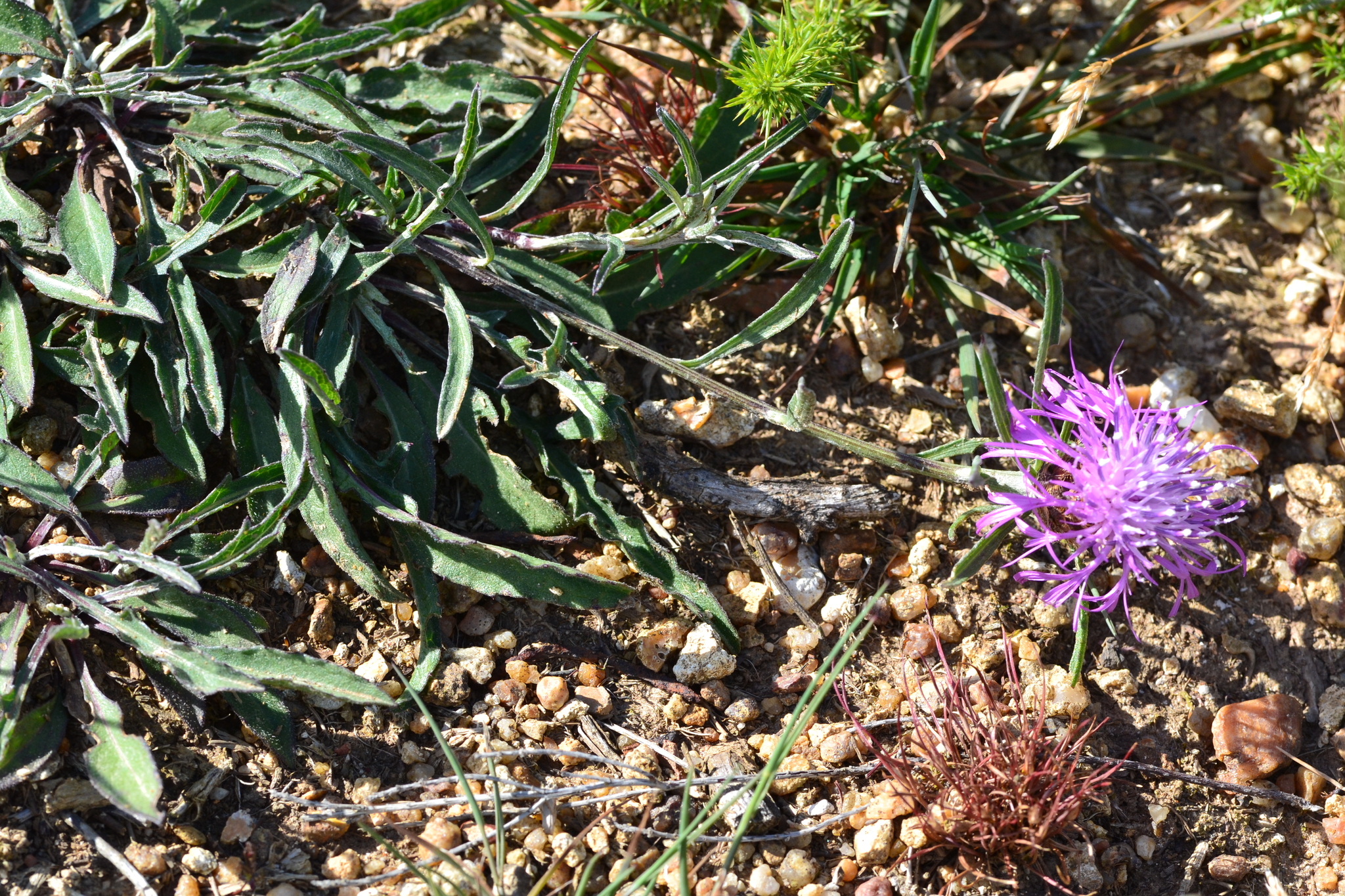 Slender Knapweed (Centaurea decipiens)