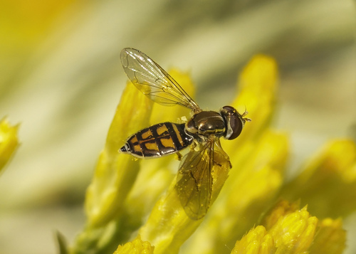 Unknown species found near Hansen Park, native plant demo garden, Kennewick, WA, USA