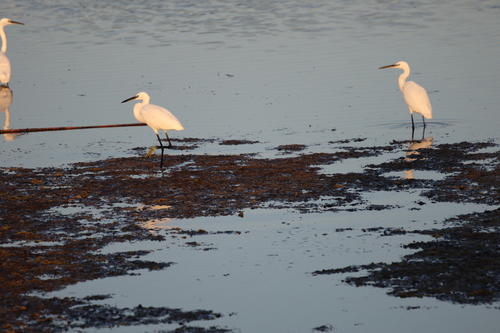 Little Egret