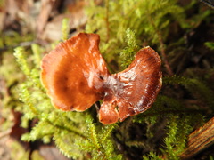 Cerioporus meridionalis