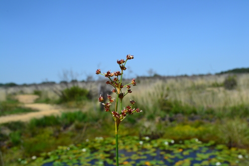 Sharp-flowered Rush (Juncus acutiflorus)