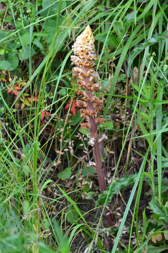 oxtongue broomrape (Orobanche picridis)