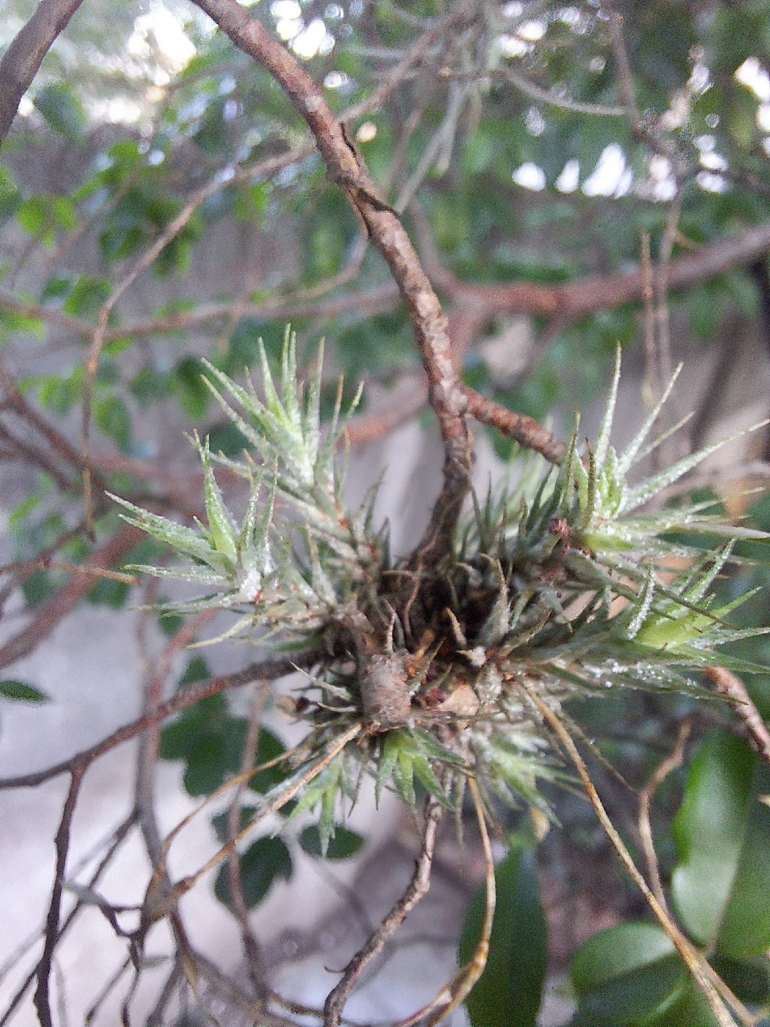 Tillandsia tricholepis