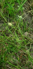 Eryngium echinatum