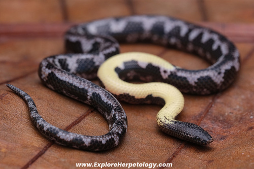 Malayan Spinejaw Snake