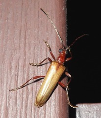 Centrodera decolorata