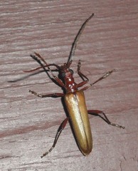 Centrodera decolorata
