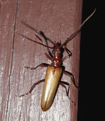 Centrodera decolorata