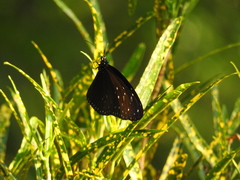 Euploea mulciber