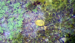 Lecanochiton scutellaris