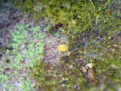 Lecanochiton scutellaris