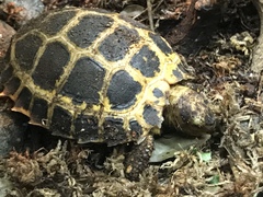 Indotestudo forstenii