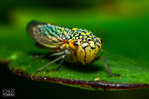 Macugonalia testudinaria observed 2025-12-19