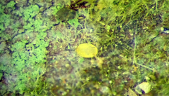 Lecanochiton scutellaris