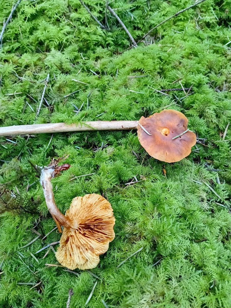 Gymnopilus penetrans · December 2025 · photo: © gijsroaming (iNaturalist, cc-by)