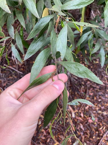 Acacia leprosa, photograph 6
