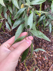Acacia leprosa, photograph (c) bughntr, some rights reserved (CC BY-SA)