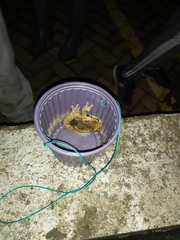 Trachycephalus quadrangulum