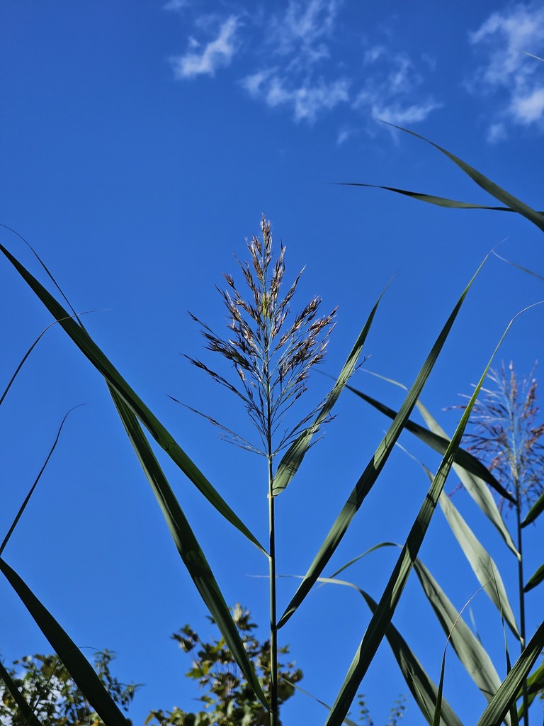 Common Reed Mt common reed from Scotland, CT, USA on September 08, 2024 at 04:40 PM by ...