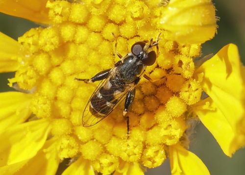 Unknown species found near Hansen Park, native plant demo garden, Kennewick, WA, USA