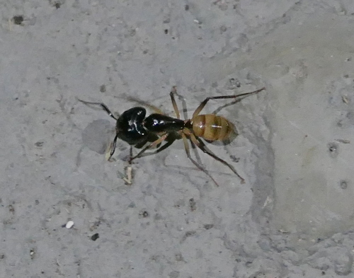 Photo of Tropical Carpenter Ant (Camponotus atriceps)