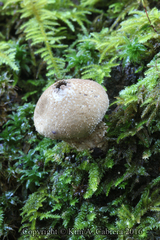 Lycoperdon pulcherrimum