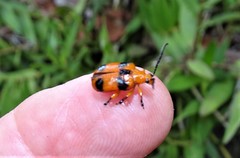 Stethopachys formosa