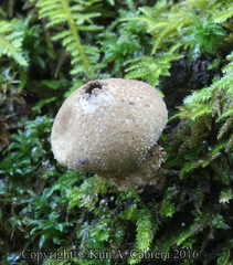 Lycoperdon pulcherrimum