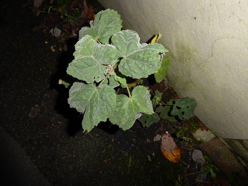 Garden Tree-mallow (Malva ×)