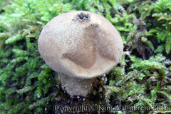 Lycoperdon pulcherrimum