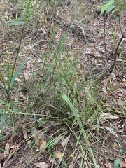 Tricoryne anceps