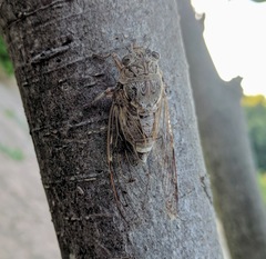 Cicada cretensis