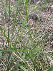 Tricoryne anceps
