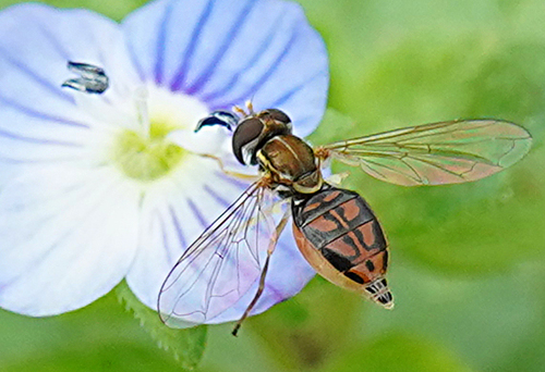 Unknown species found near North Oaks Park Pollinator Garden, Austin, TX 78753, USA